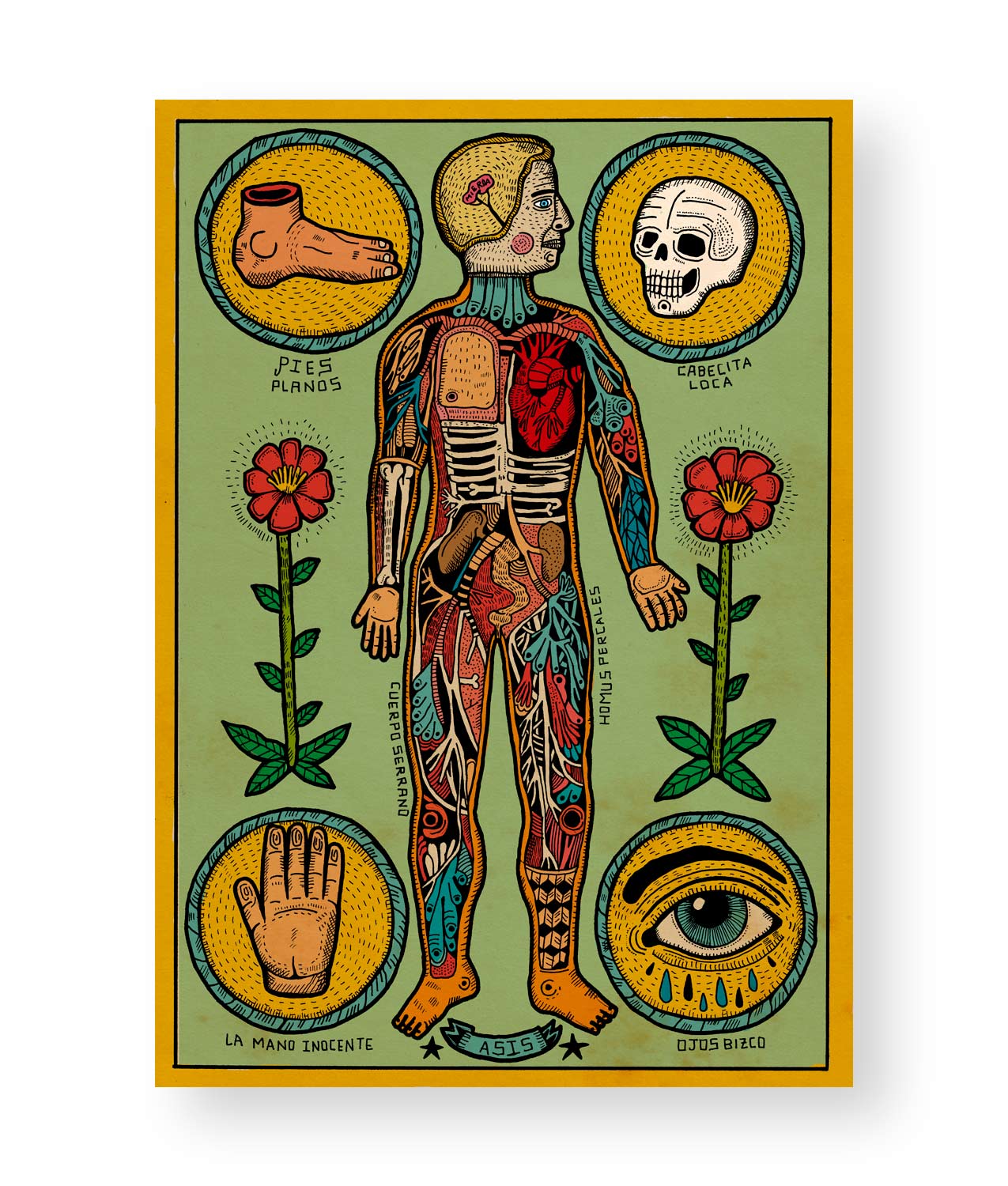 ANATOMIA ILUSTRACION
